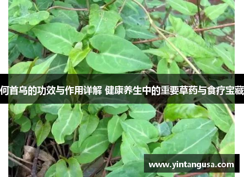 何首乌的功效与作用详解 健康养生中的重要草药与食疗宝藏