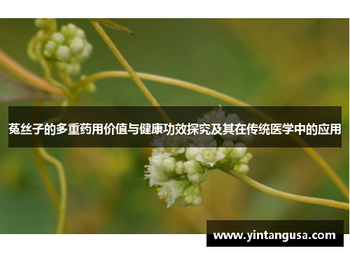 菟丝子的多重药用价值与健康功效探究及其在传统医学中的应用