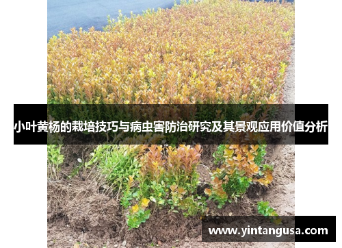 小叶黄杨的栽培技巧与病虫害防治研究及其景观应用价值分析