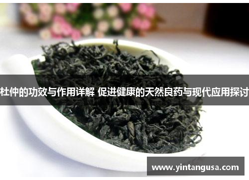杜仲的功效与作用详解 促进健康的天然良药与现代应用探讨